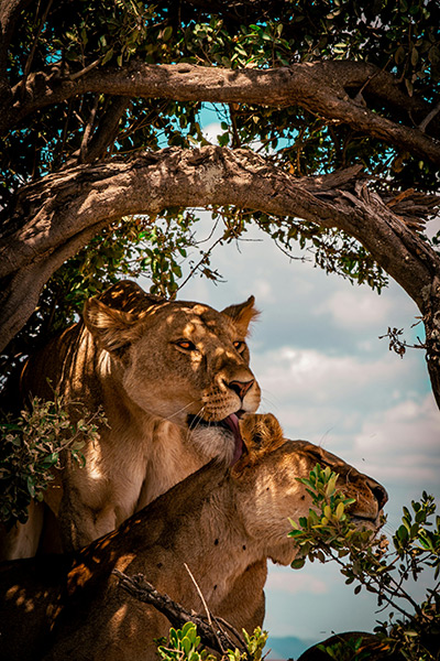 Сафари-туры